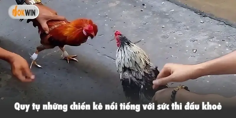 Quy tụ những chiến kê nổi tiếng với sức thi đấu khoẻ