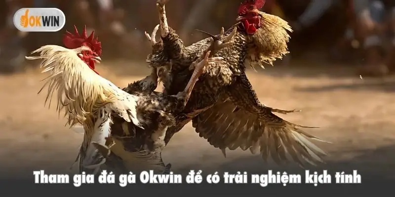 Tham gia đá gà Okwin để có trải nghiệm kịch tính